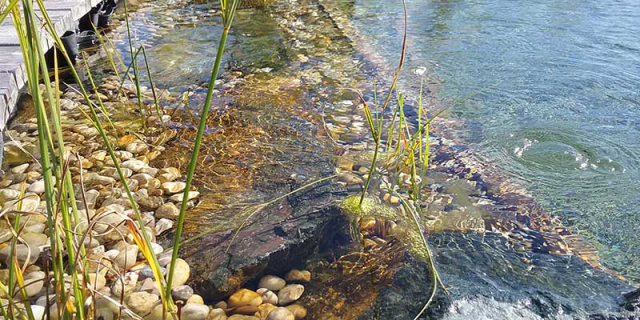 Biopool mit kristallklarem Wasser